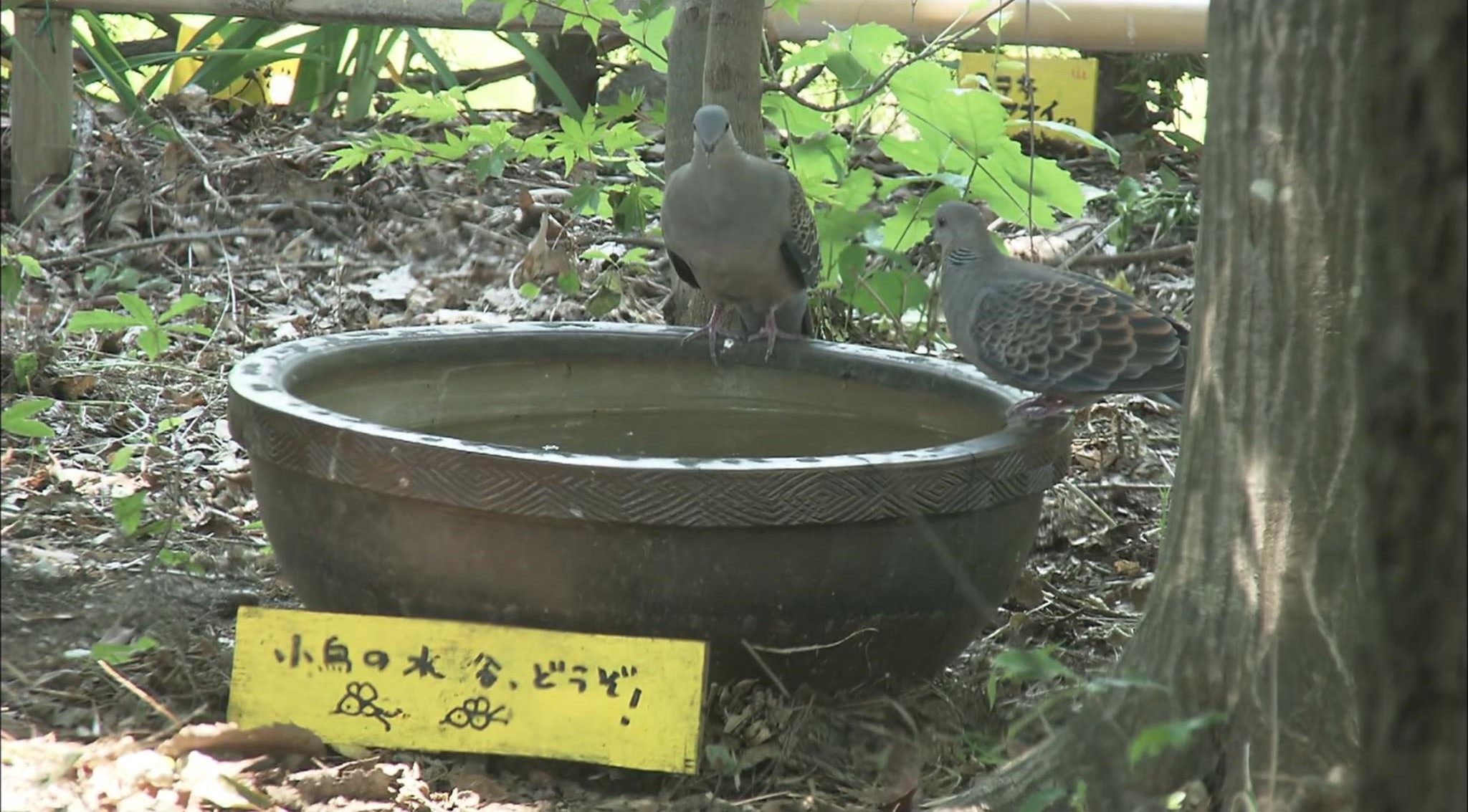 bird bath